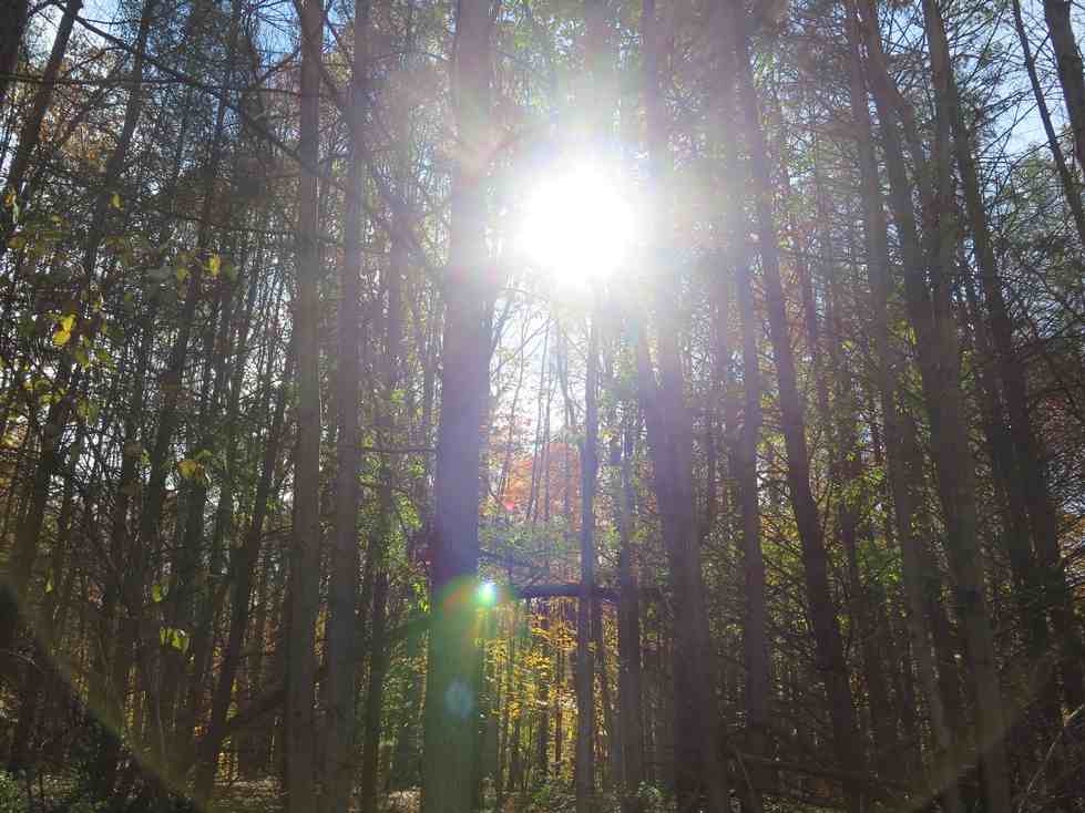 Sunshine through the trees near the Ravines Natural Area